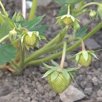 mansikka kasvukausi mansikka kasvukausi